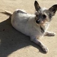 Ida, Adoptable, Adult Female Chihuahua.