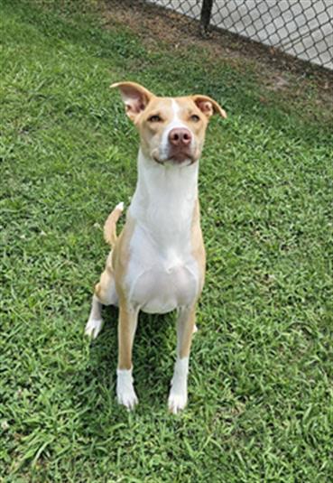GINGER, Adoptable, Adult Female Basenji & Labrador Retriever.