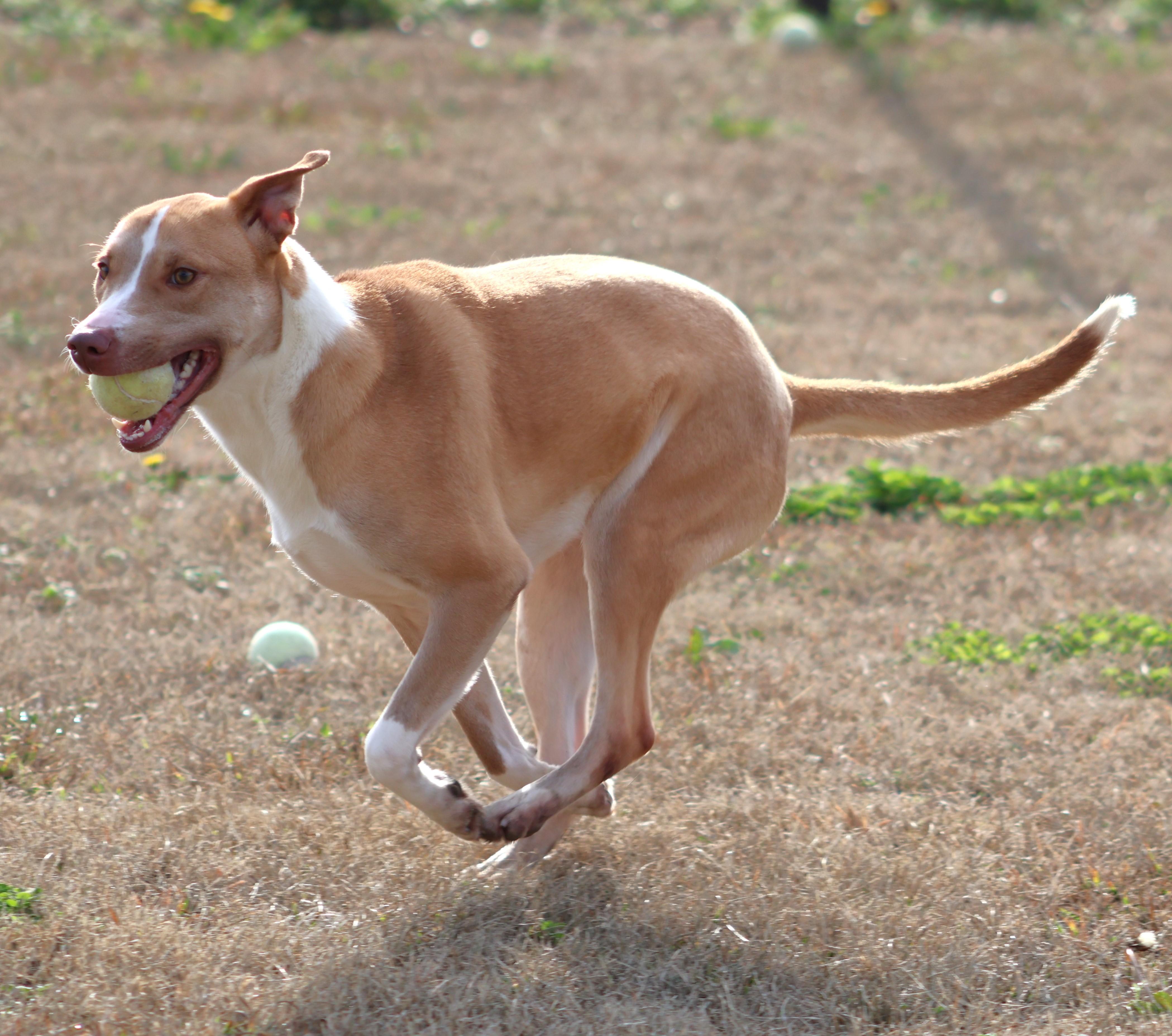 GINGER, Adoptable, Adult Female Basenji & Labrador Retriever.