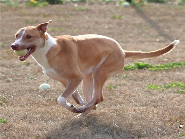 Enlarge GINGER, a Adoptable mixed breed in Appling, GA image 2/2