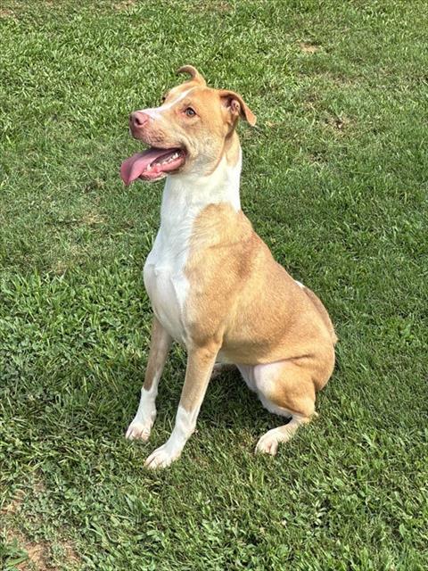 Enlarge GINGER, a Adoptable mixed breed in Appling, GA image 1/1