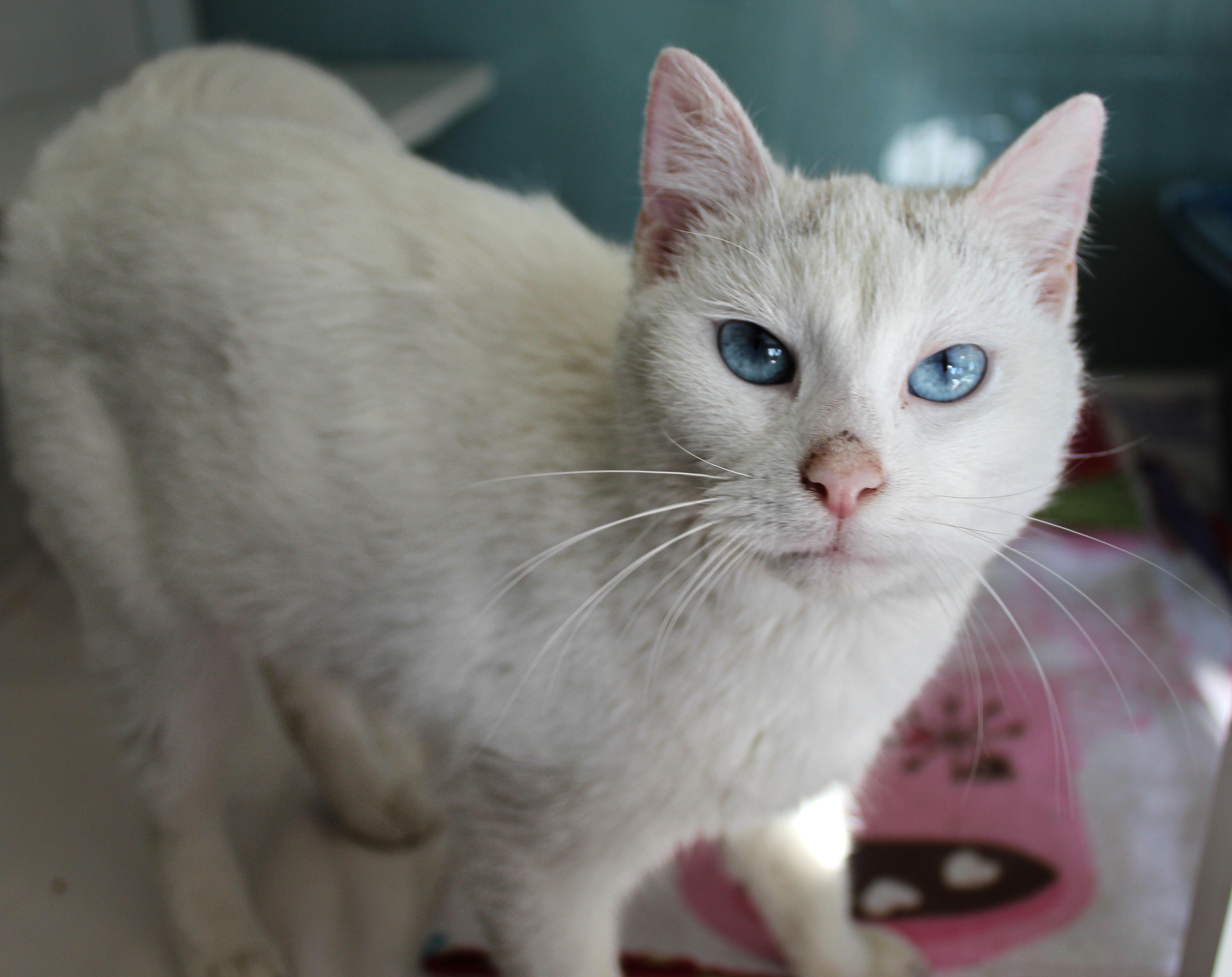 Enlarge Toido, an adopted Siamese in Hutchinson, MN image 4/5
