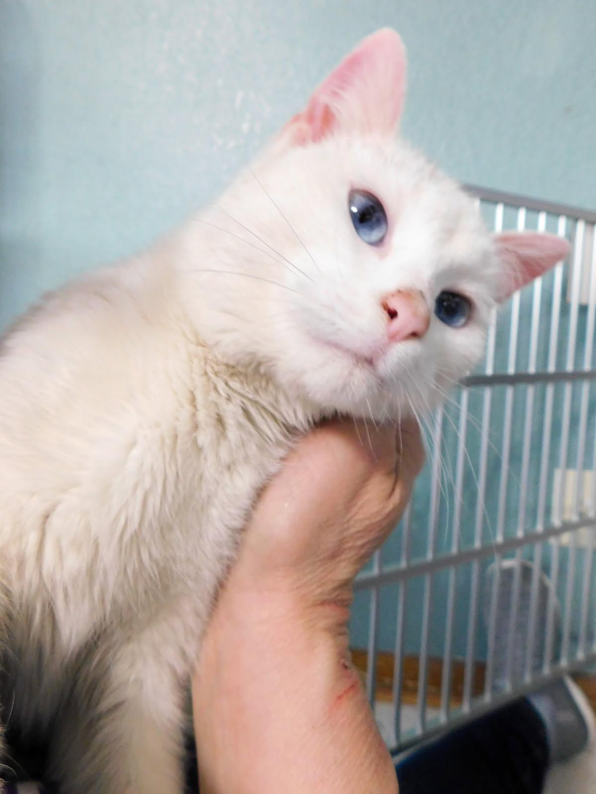 Enlarge Toido, an adopted Siamese in Hutchinson, MN image 5/5