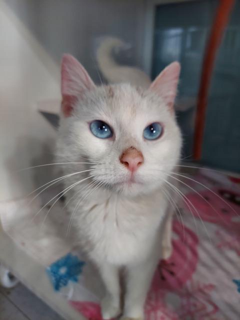 Enlarge Toido, an adopted Siamese in Hutchinson, MN image 2/5