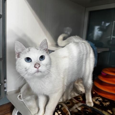 Enlarge Toido, an adopted Siamese in Hutchinson, MN image 3/5