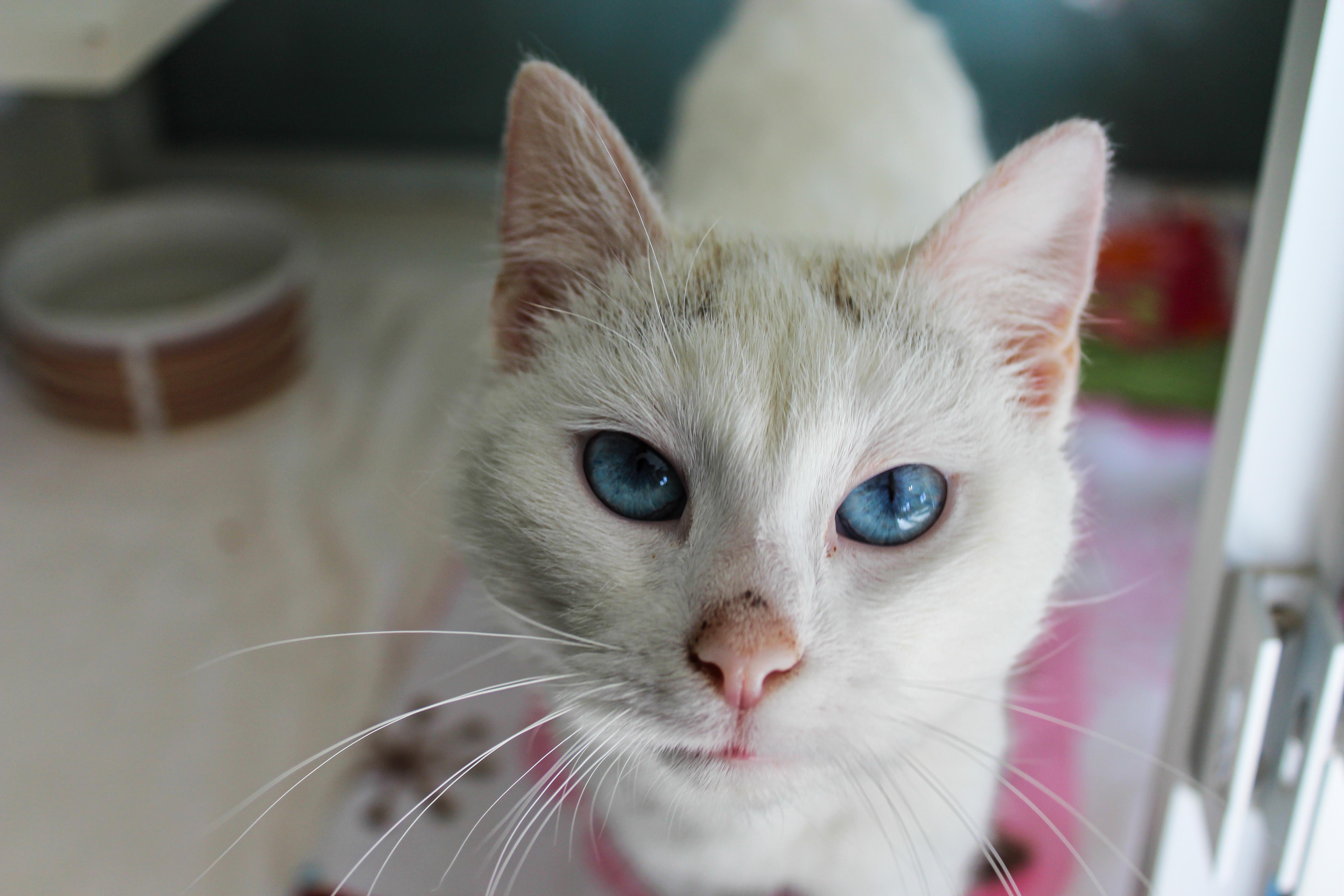 Toido, adopted, Adult Female Siamese.