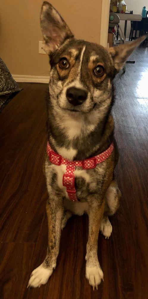 Rory, a Adopted mixed breed in Sanger, TX image 1/3