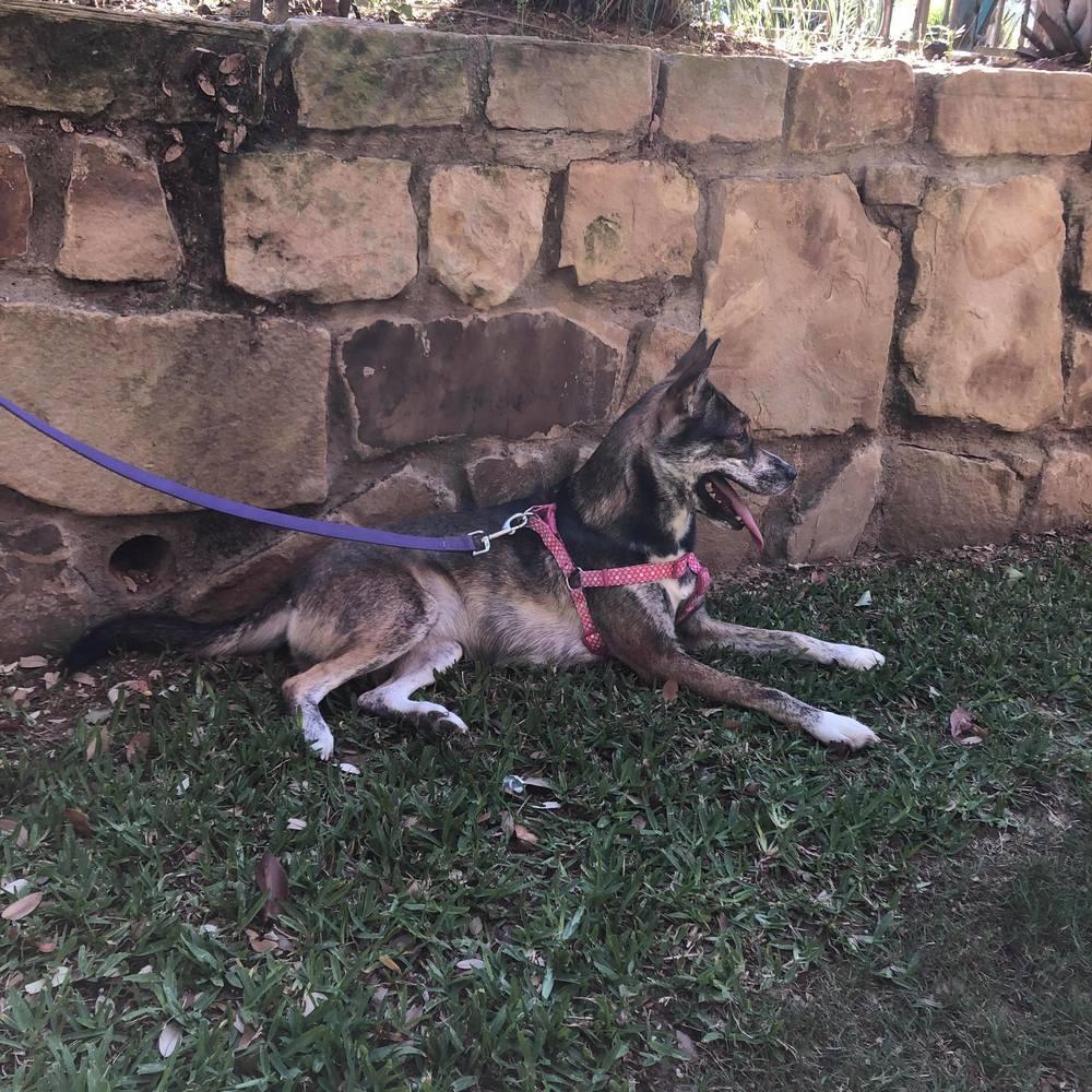 Rory, a Adopted mixed breed in Sanger, TX image 2/3