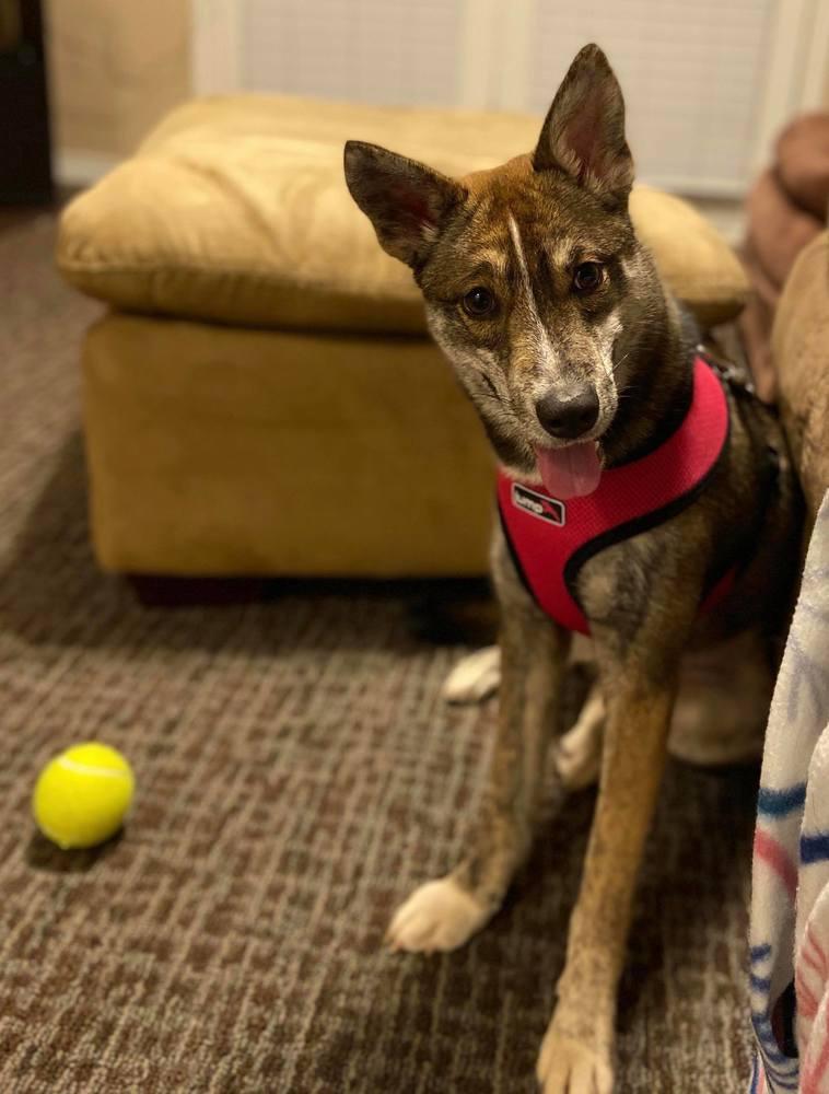 Rory, a Adopted mixed breed in Sanger, TX image 3/3