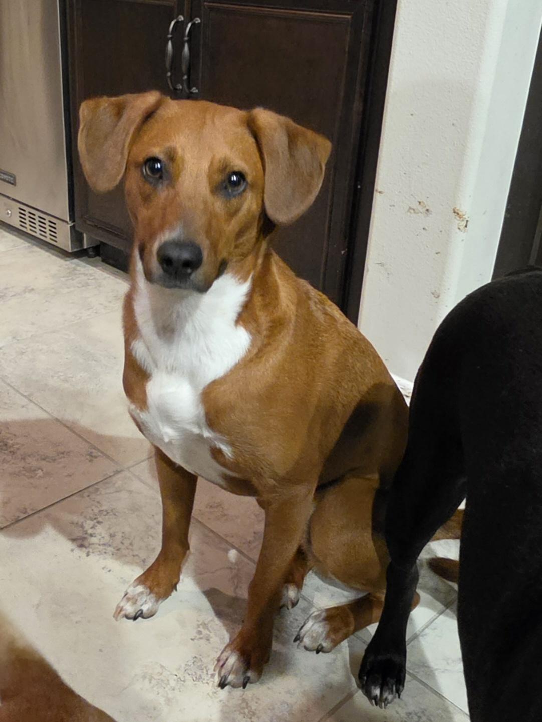 TRIP, ADOPTABLE, Adult Male Basenji & Mixed Breed.