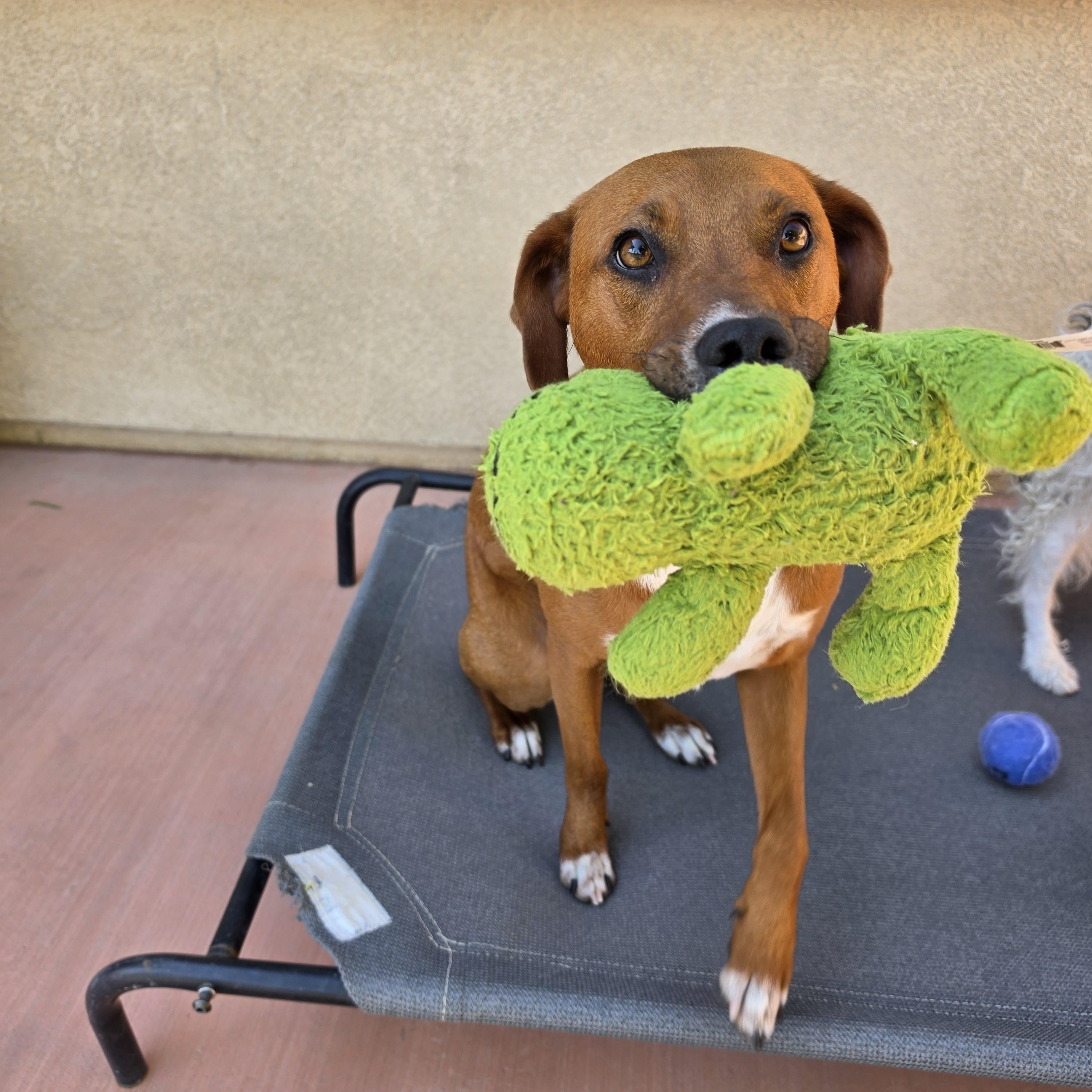 TRIP, a ADOPTABLE mixed breed in Beaumont , CA image 4/6
