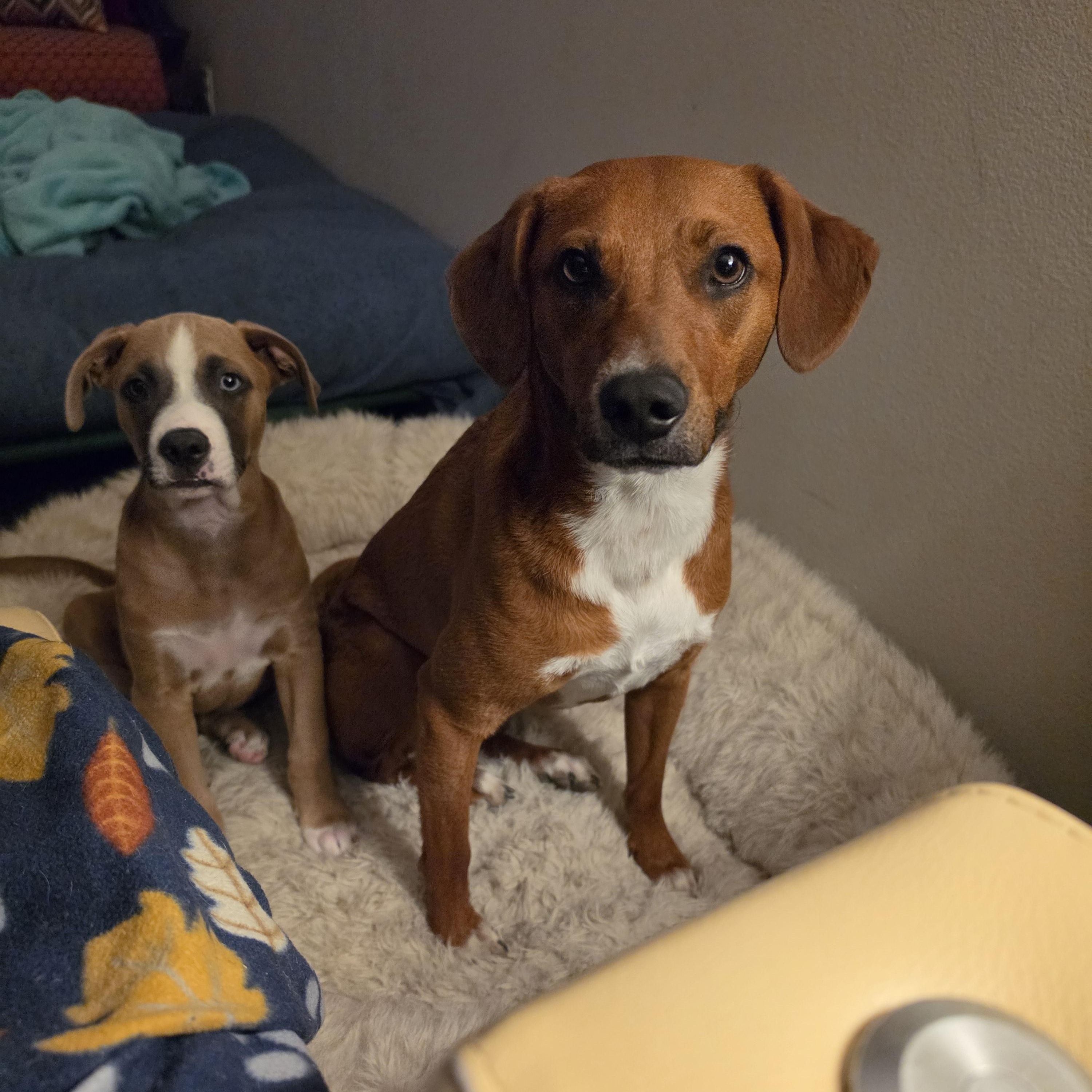 TRIP, a ADOPTABLE mixed breed in Beaumont , CA image 2/6