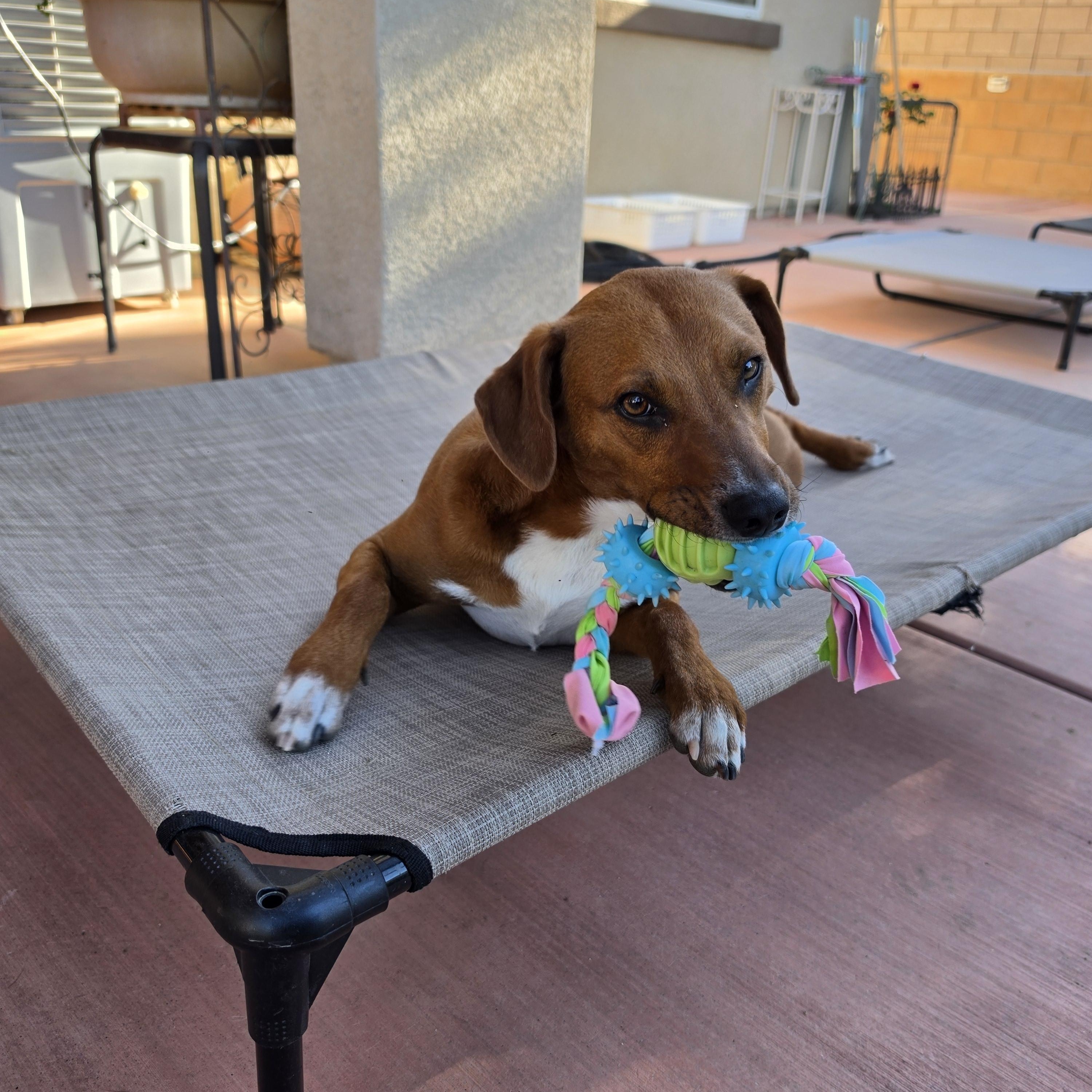 TRIP, a ADOPTABLE mixed breed in Beaumont , CA image 5/6