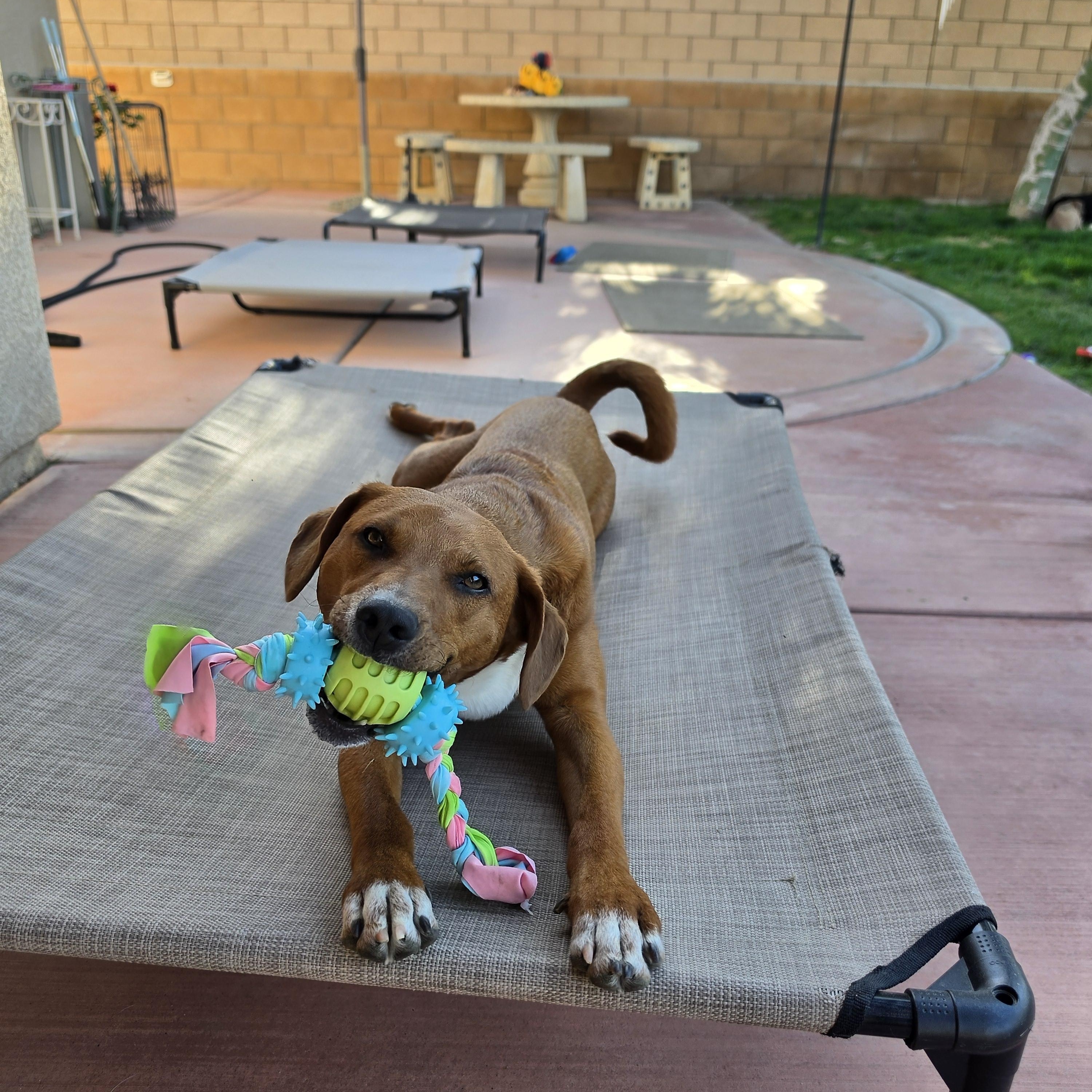 TRIP, a ADOPTABLE mixed breed in Beaumont , CA image 3/6
