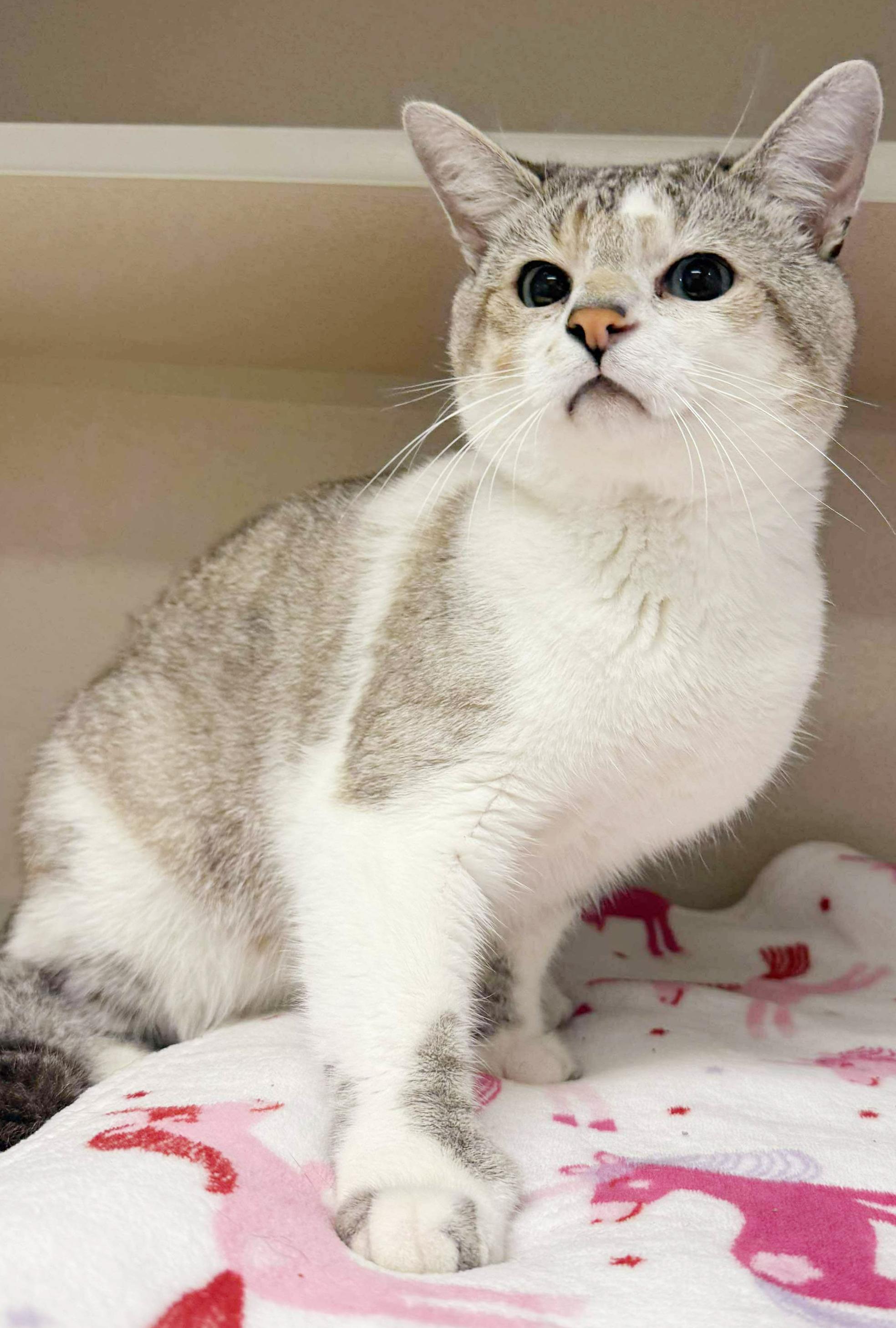 Milo is a marvelous little man!  SIAMESE POLYDACTYL - WOW - extra toesies and blue eyes too!