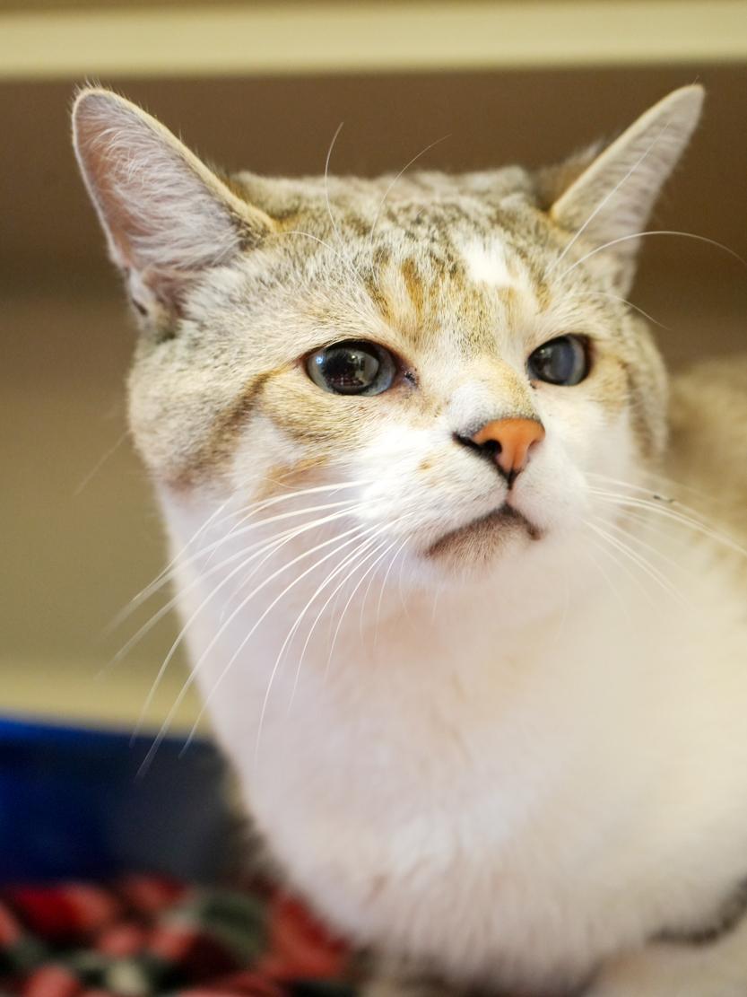 Milo is a marvelous little man!  SIAMESE POLYDACTYL - WOW - extra toesies and blue eyes too!
