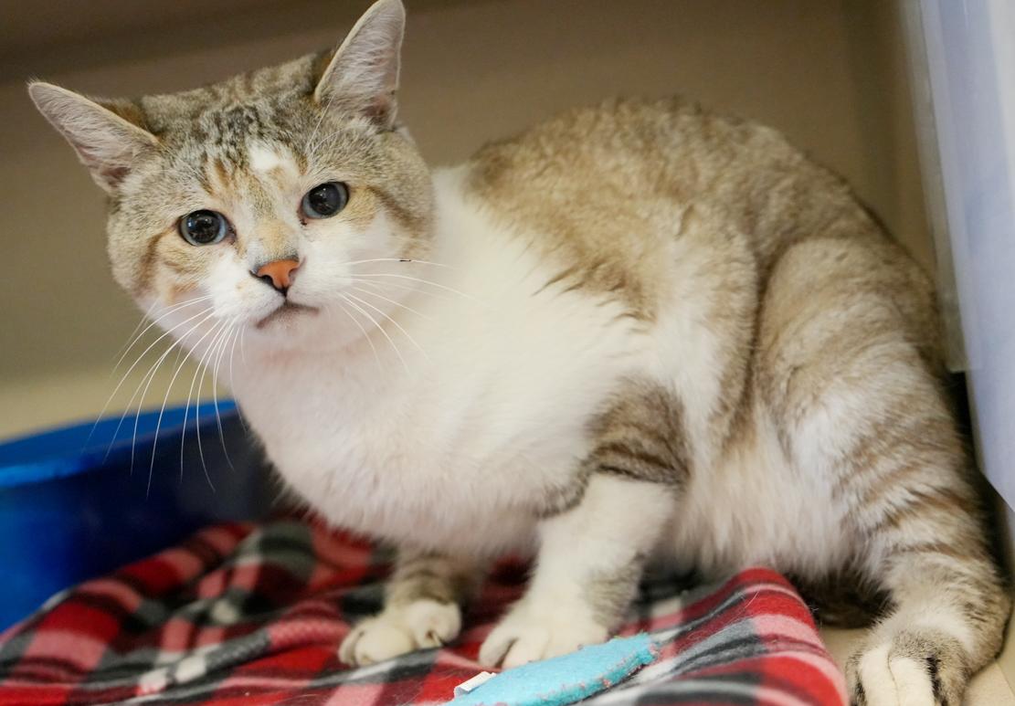 Milo is a marvelous little man!  SIAMESE POLYDACTYL - WOW - extra toesies and blue eyes too!