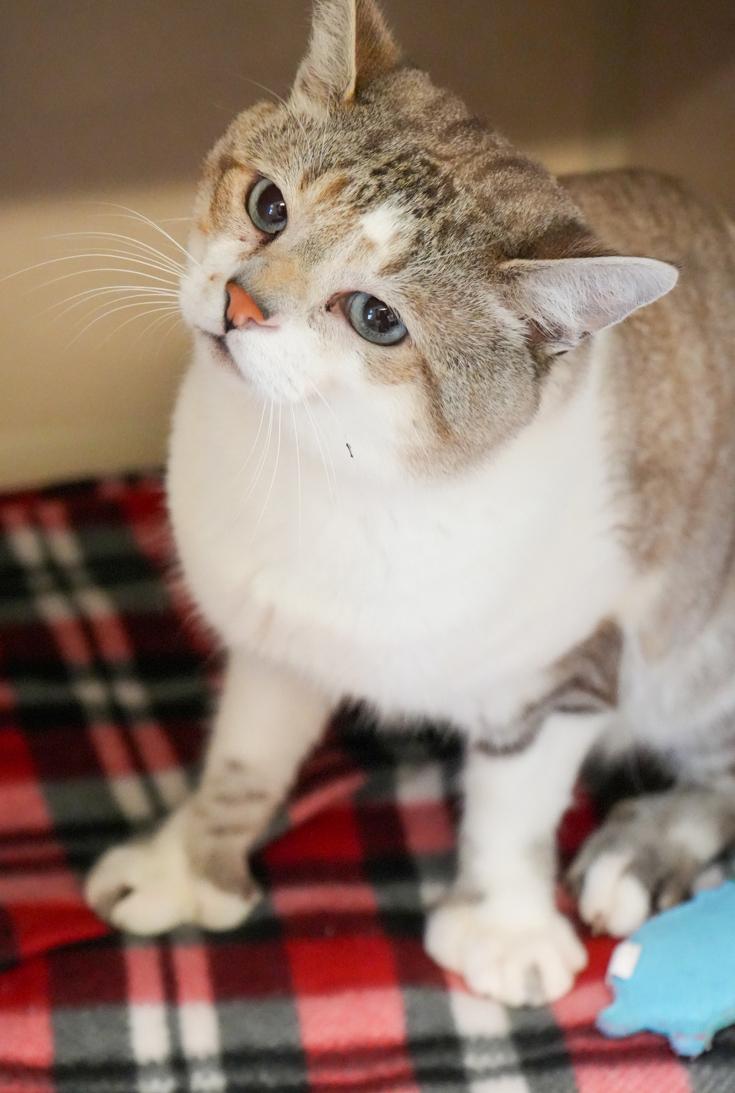 Milo is a marvelous little man!  SIAMESE POLYDACTYL - WOW - extra toesies and blue eyes too!