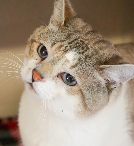 Milo is a marvelous little man!  SIAMESE POLYDACTYL - WOW - extra toesies and blue eyes too!