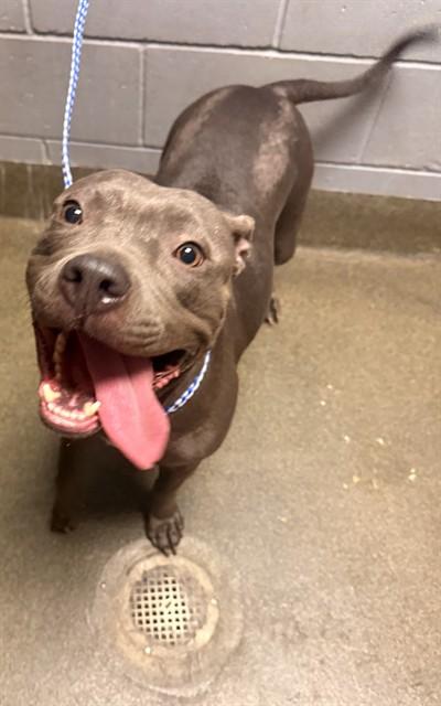 GRACIE — thumbnail 2