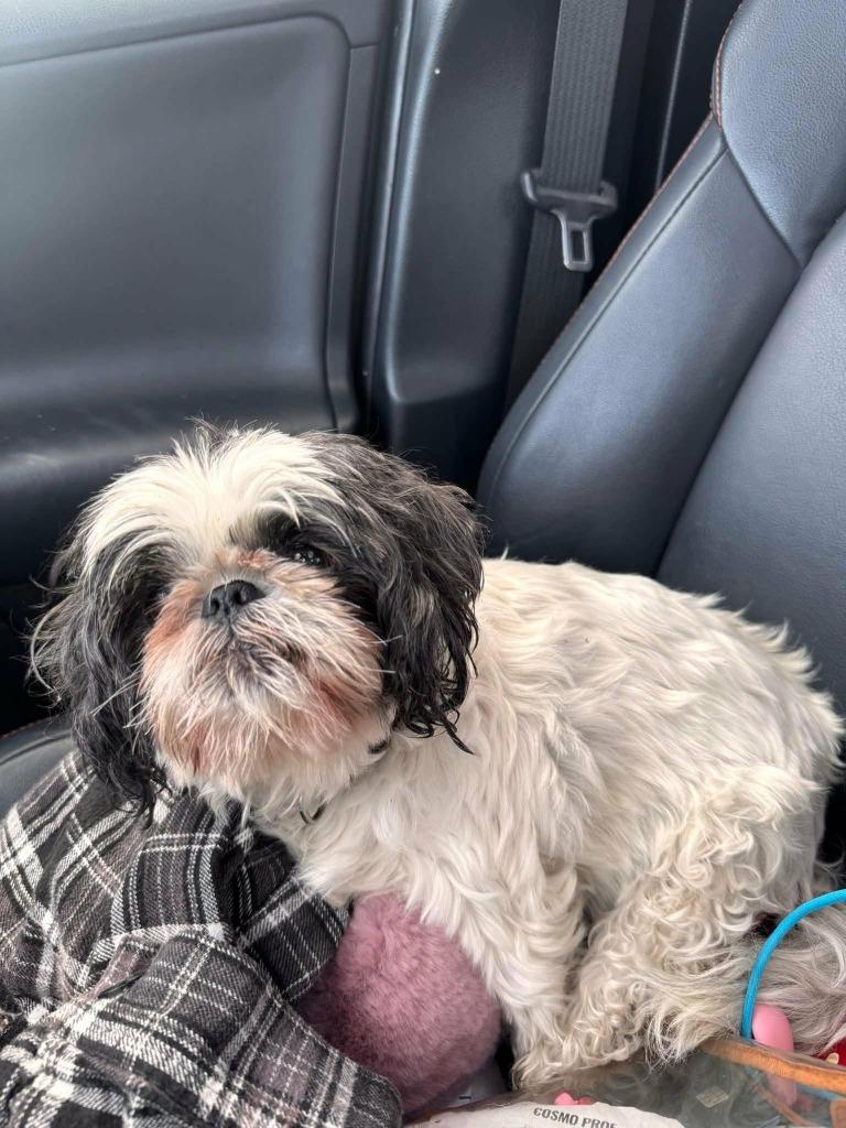 Enlarge Holly, a Adoptable Shih Tzu in Princeton, IN image 1/1