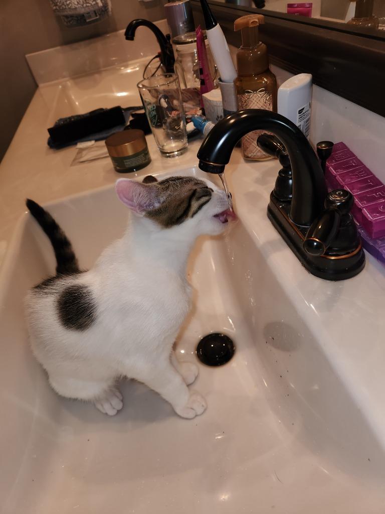 Enlarge Durango25, a Adoptable mixed breed in Youngsville, NC image 1/5