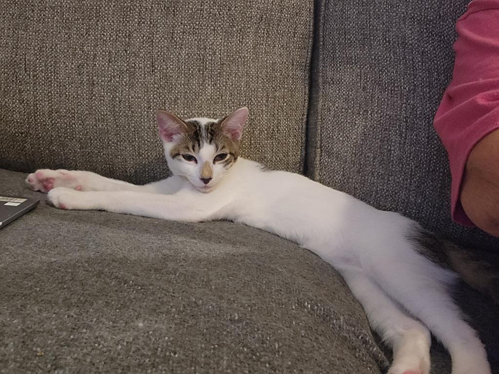 Durango25, Adoptable, Young Male Domestic Short Hair.