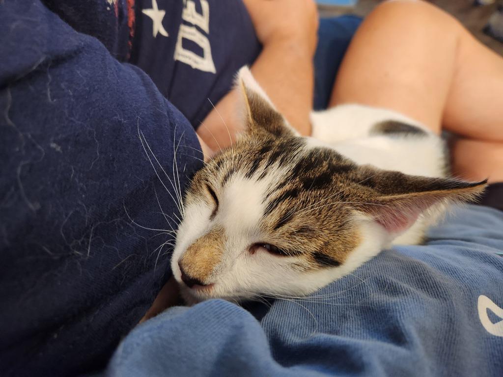 Enlarge Durango25, a Adoptable mixed breed in Youngsville, NC image 3/5