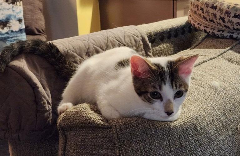 Enlarge Durango25, a Adoptable mixed breed in Youngsville, NC image 3/5