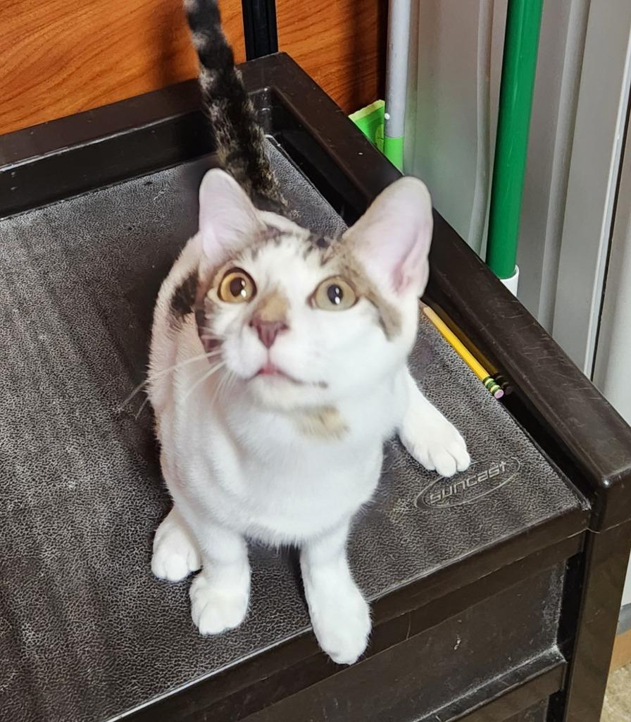 Enlarge Durango25, a Adoptable mixed breed in Youngsville, NC image 5/5