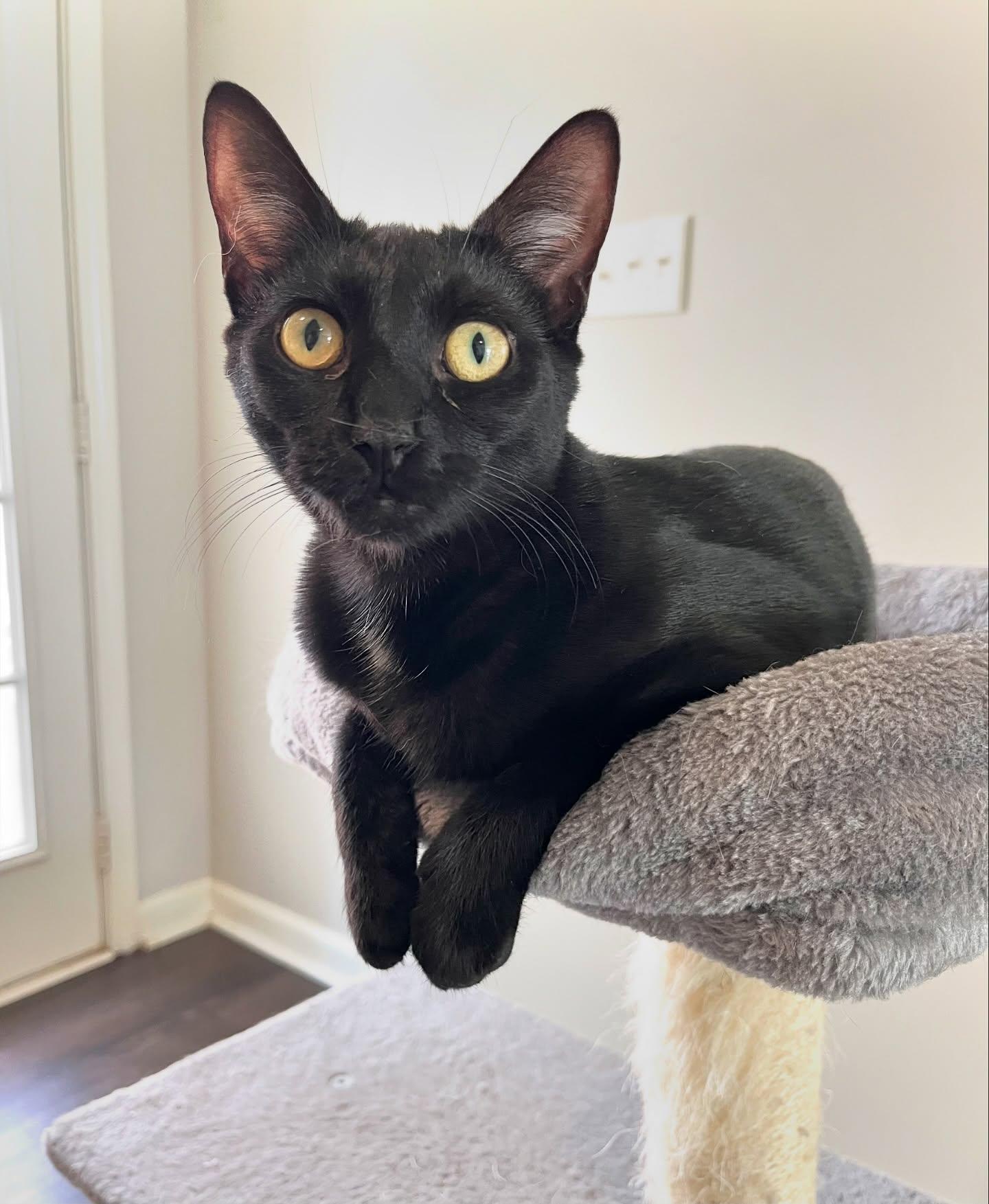 Enlarge Oscar, a Adoptable Domestic Short Hair in Pinson, AL image 1/6