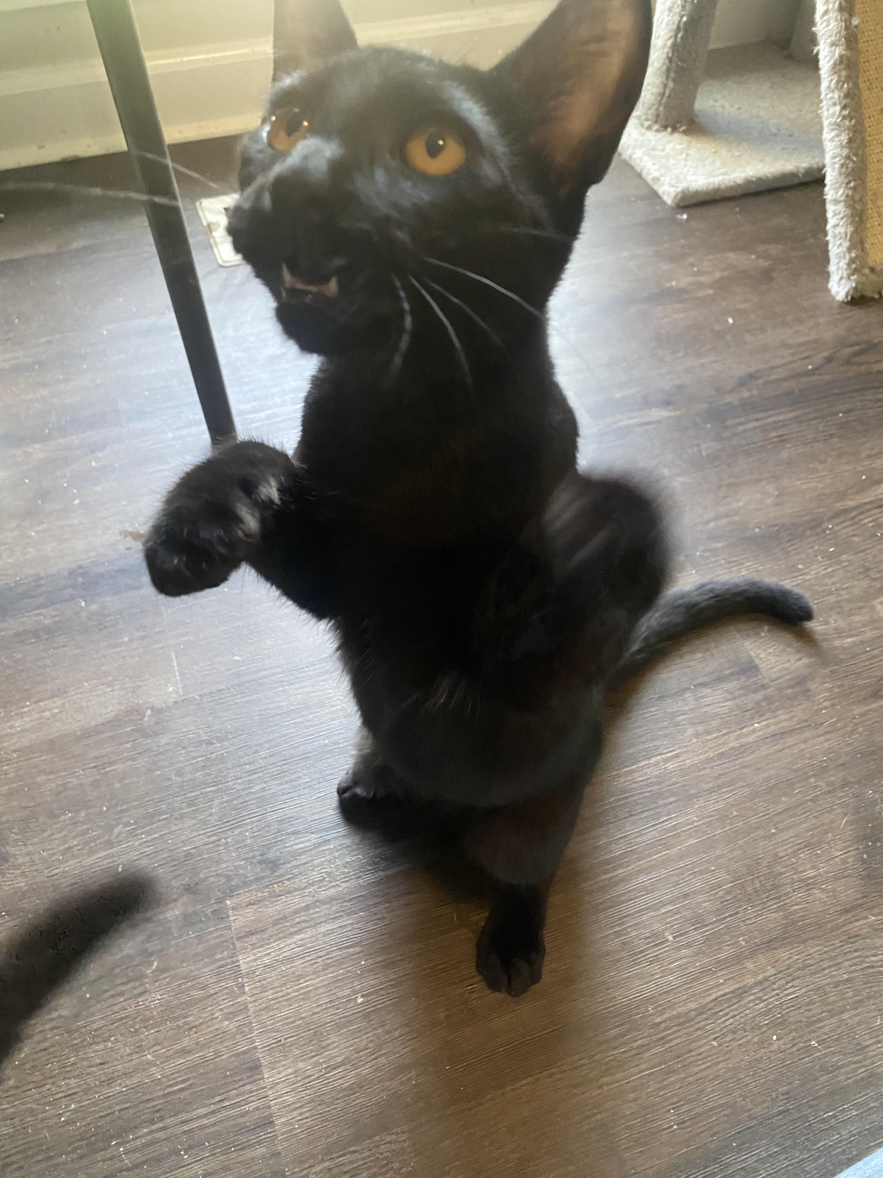 Enlarge Oscar, a Adoptable Domestic Short Hair in Pinson, AL image 3/6