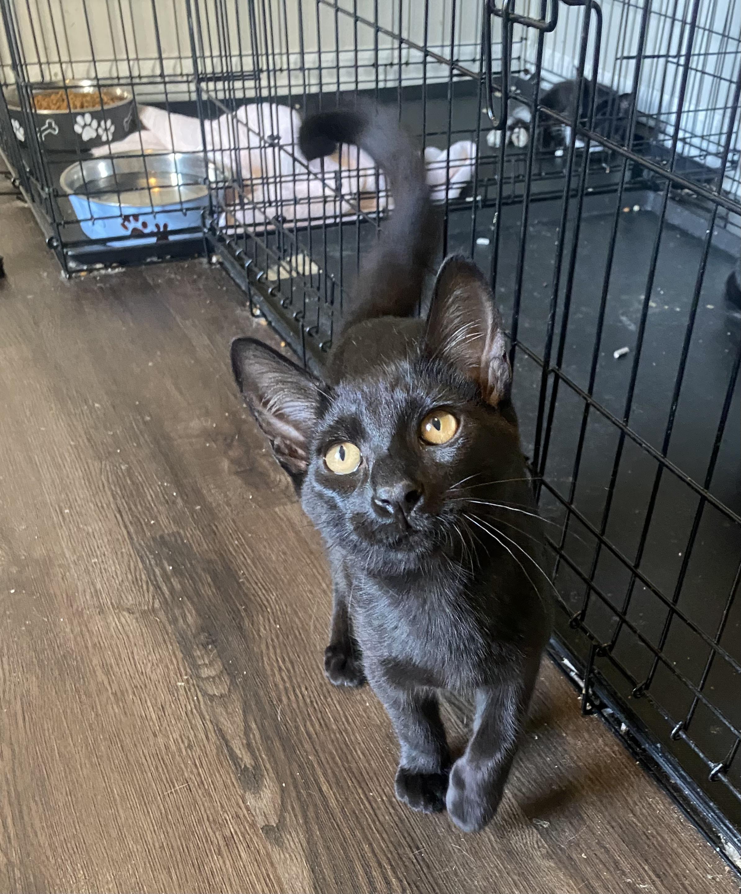 Enlarge Oscar, a Adoptable Domestic Short Hair in Pinson, AL image 4/6