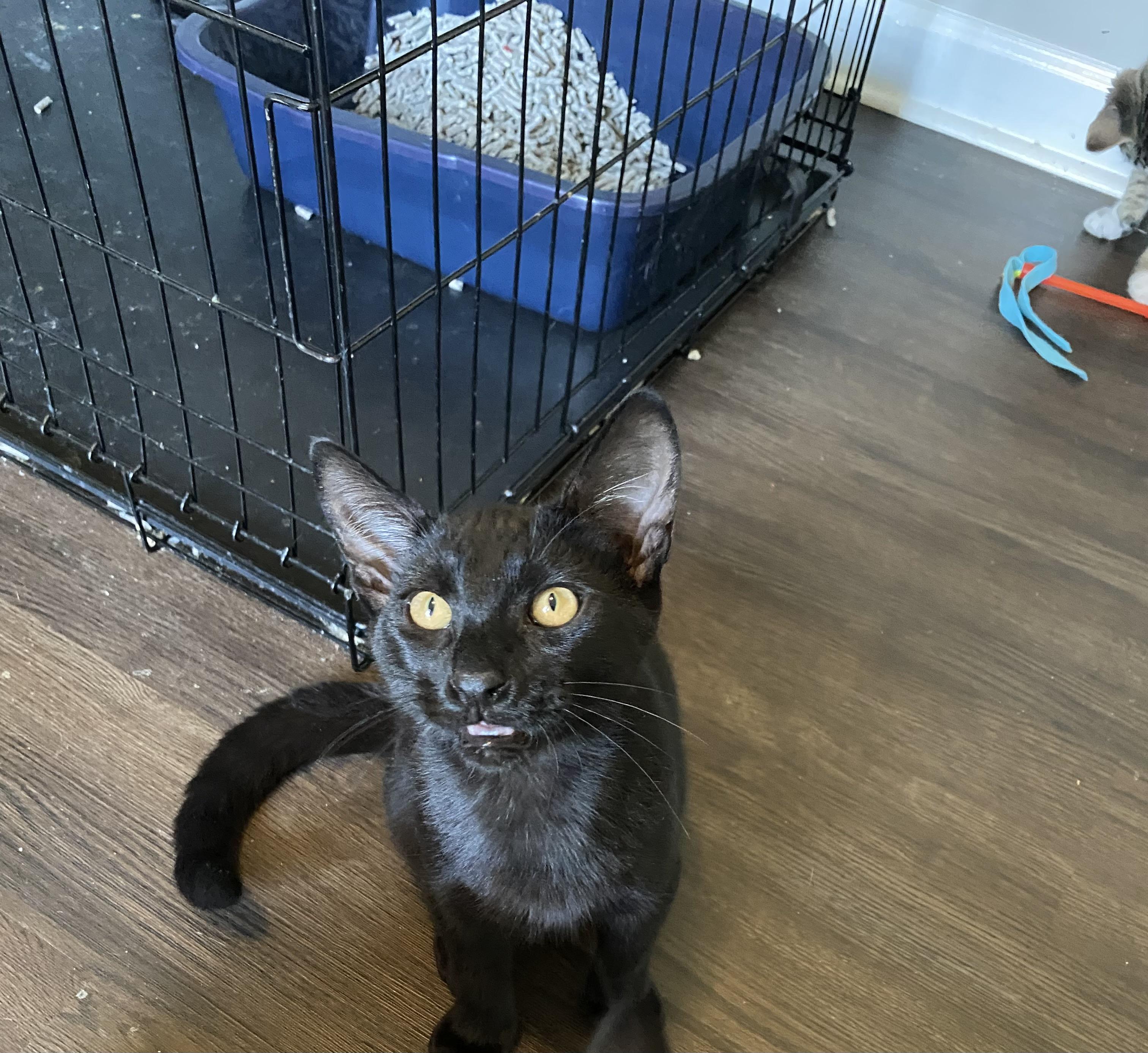 Enlarge Oscar, a Adoptable Domestic Short Hair in Pinson, AL image 5/6