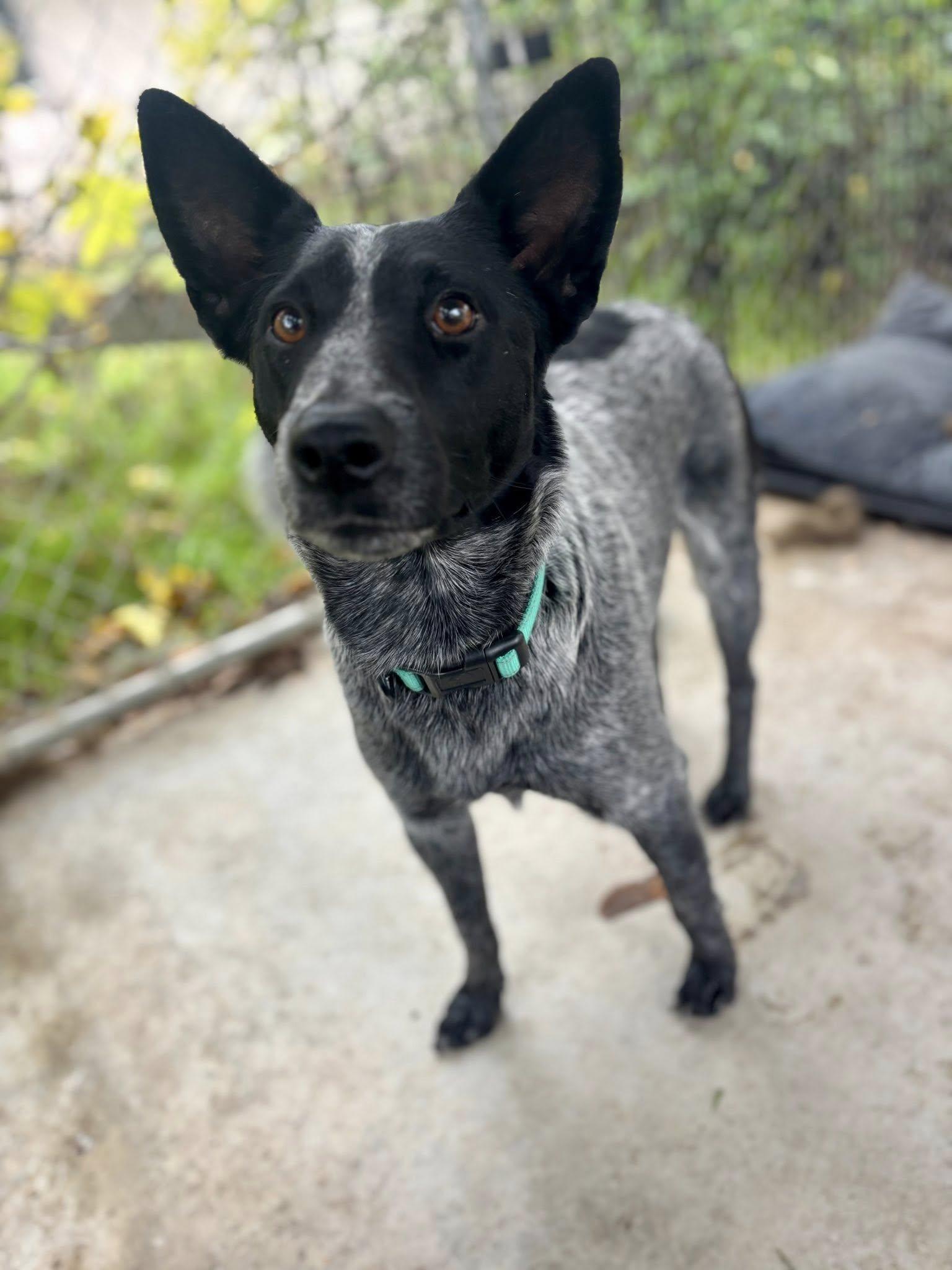 Enlarge Juniper, a Adoptable Australian Cattle Dog / Blue Heeler in Paso Robles, CA image 1/3