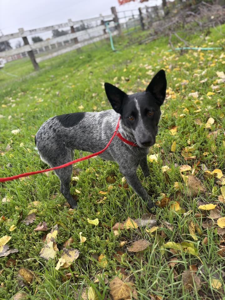 Enlarge Juniper, a Adoptable Australian Cattle Dog / Blue Heeler in Paso Robles, CA image 3/3