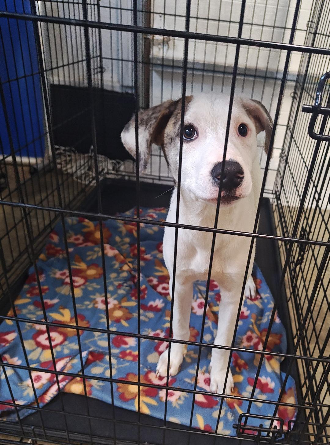 Sugar, Baby Female Terrier