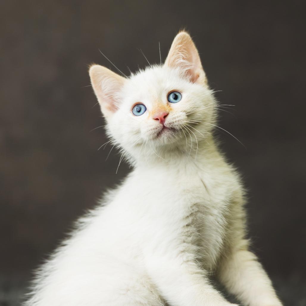 Nadia, a Adoptable Domestic Short Hair in St. Paul, MN image 1/4