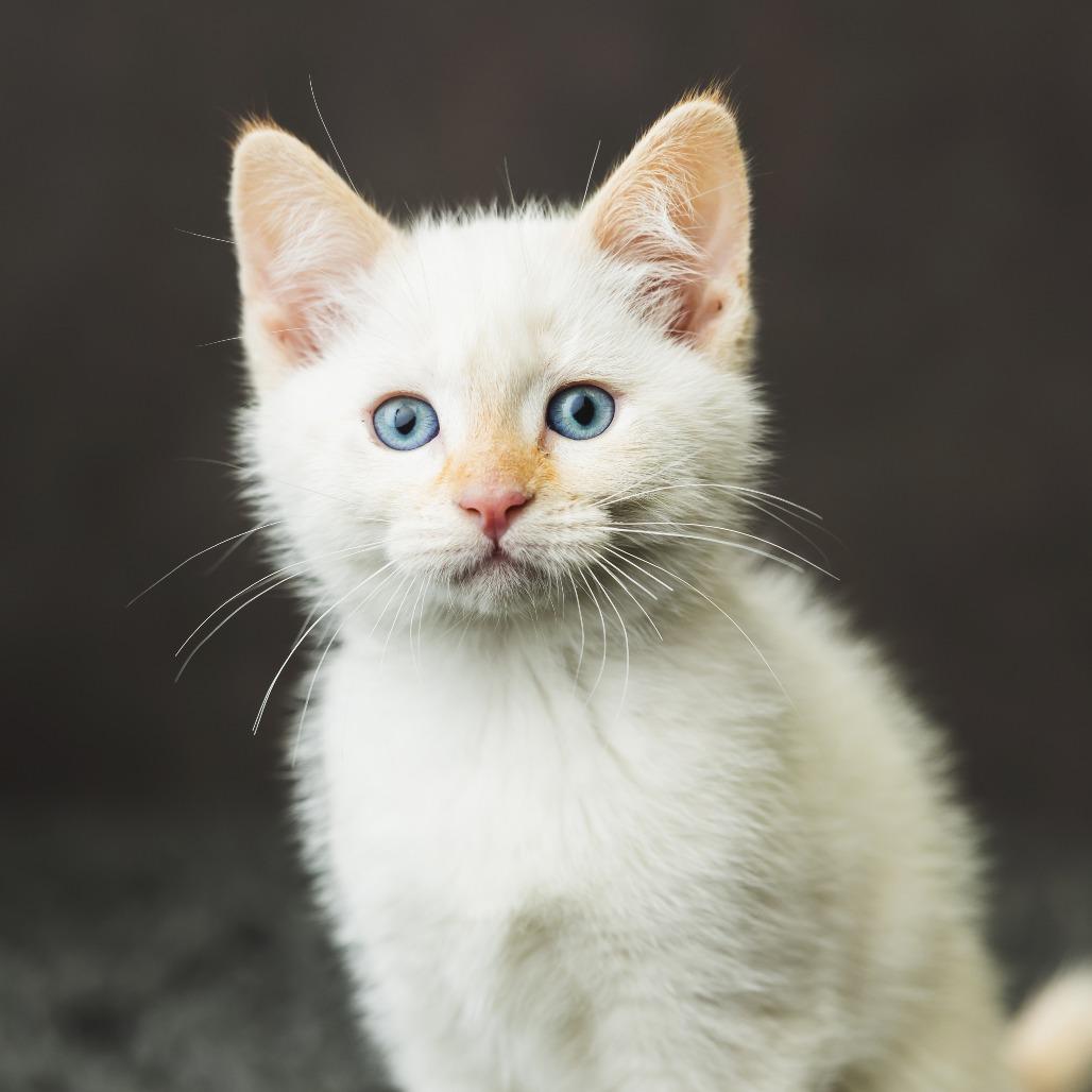 Nadia, a Adoptable Domestic Short Hair in St. Paul, MN image 2/4