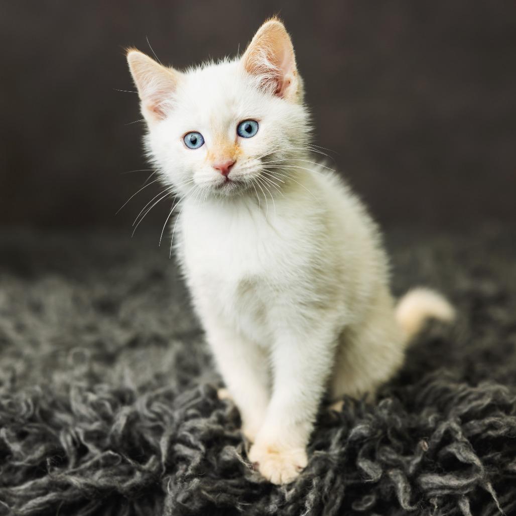 Nadia, a Adoptable Domestic Short Hair in St. Paul, MN image 3/4