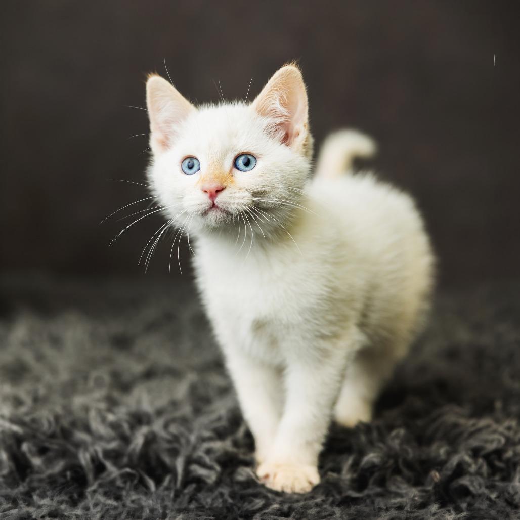 Nadia, a Adoptable Domestic Short Hair in St. Paul, MN image 4/4