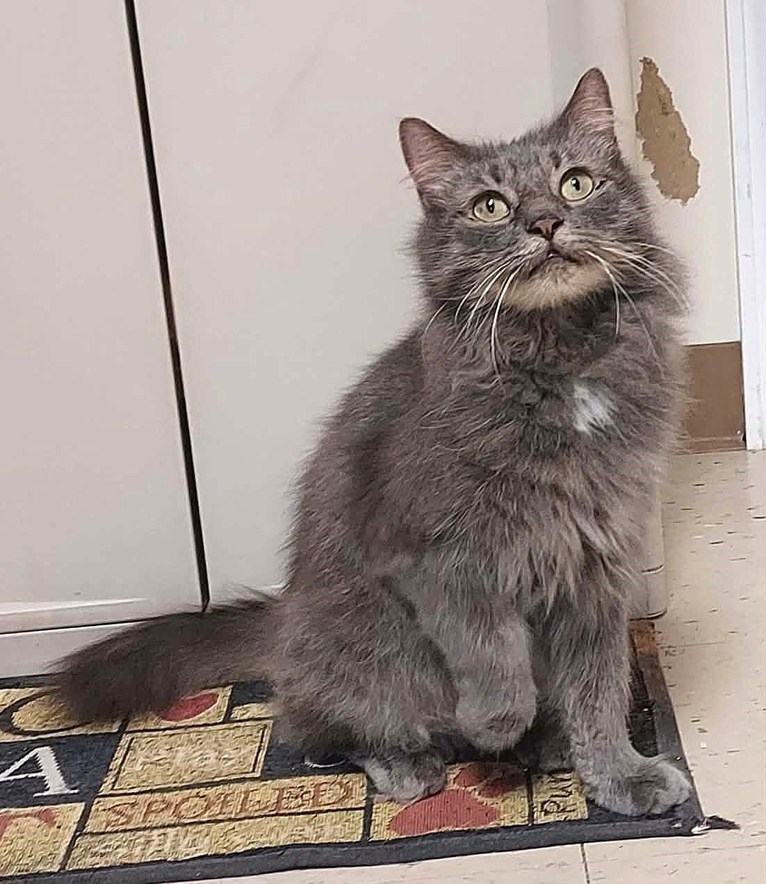 Enlarge Odysseus (Odie), a Adoptable Domestic Long Hair in Falls Creek, PA image 5/6