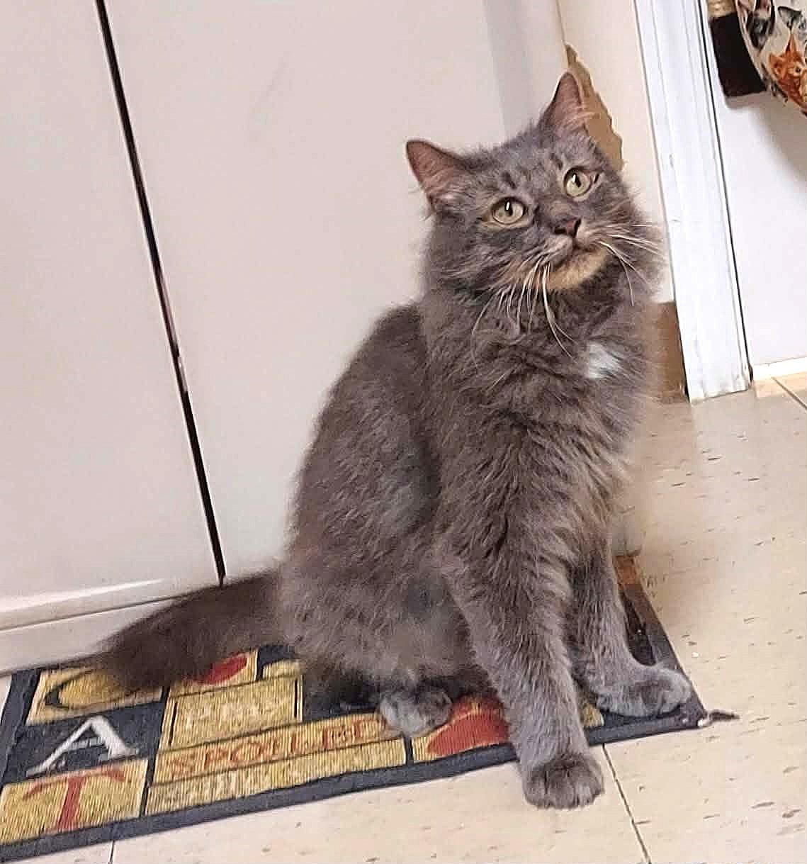 Enlarge Odysseus (Odie), a Adoptable Domestic Long Hair in Falls Creek, PA image 4/6