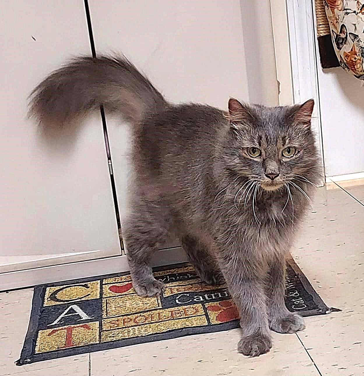 Enlarge Odysseus (Odie), a Adoptable Domestic Long Hair in Falls Creek, PA image 3/6
