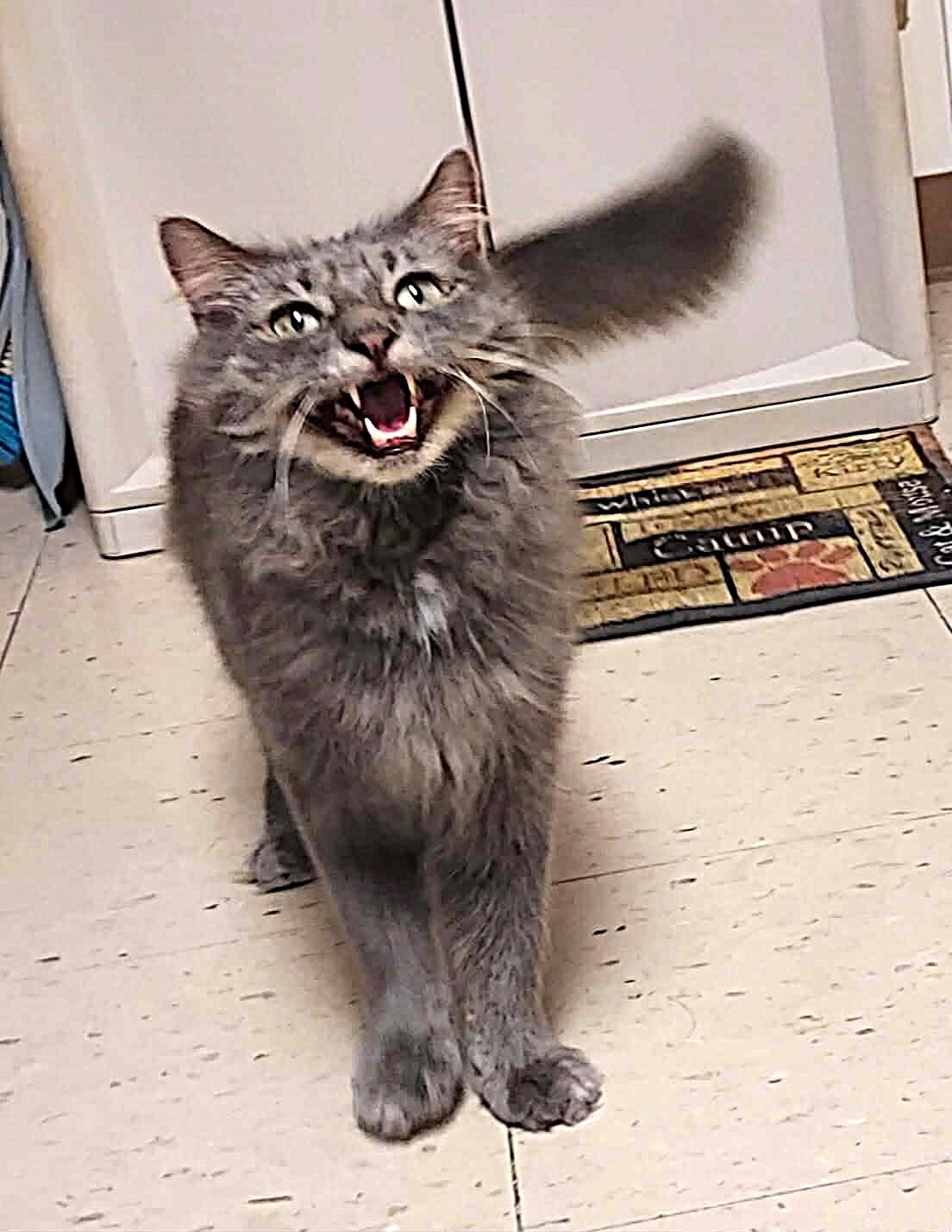 Enlarge Odysseus (Odie), a Adoptable Domestic Long Hair in Falls Creek, PA image 2/6