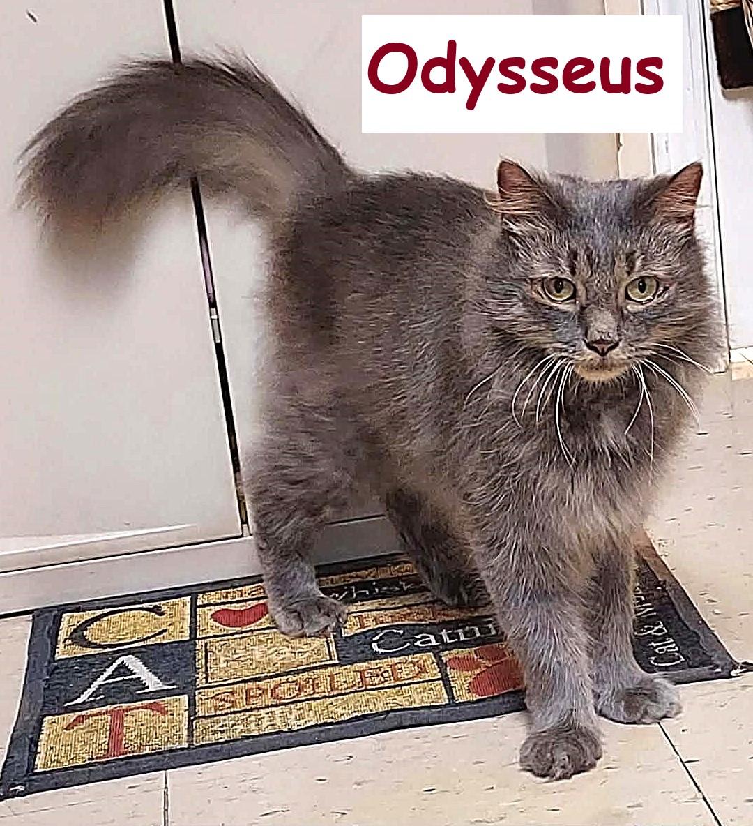 Enlarge Odysseus (Odie), a Adoptable Domestic Long Hair in Falls Creek, PA image 1/6