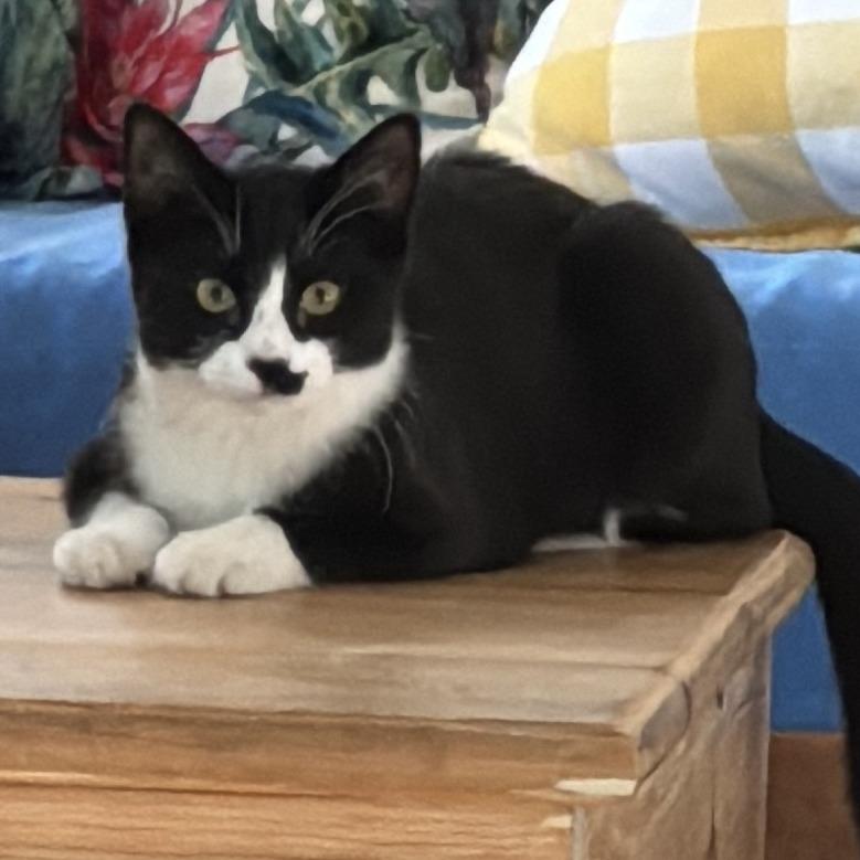 Ghost, Adoptable, Young Male American Shorthair.