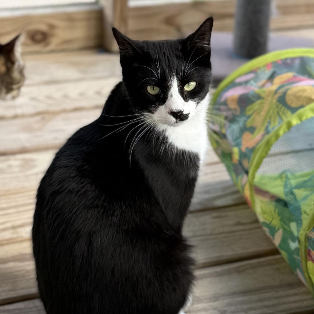 Enlarge Ghost, a Adoptable American Shorthair in Freeport, FL image 2/6