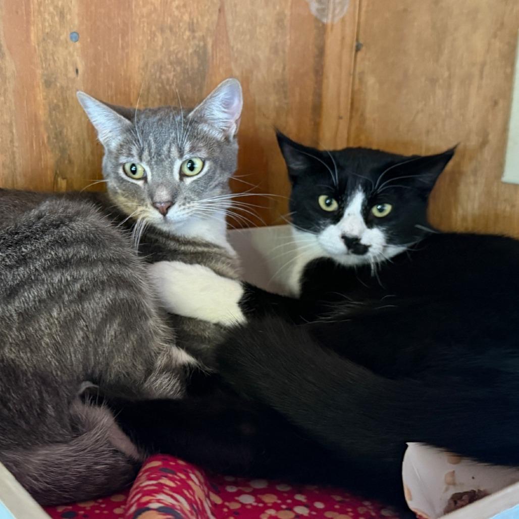 Enlarge Ghost, a Adoptable American Shorthair in Freeport, FL image 3/6