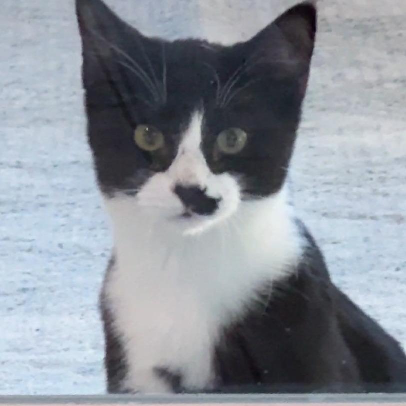 Enlarge Ghost, a Adoptable American Shorthair in Freeport, FL image 4/6